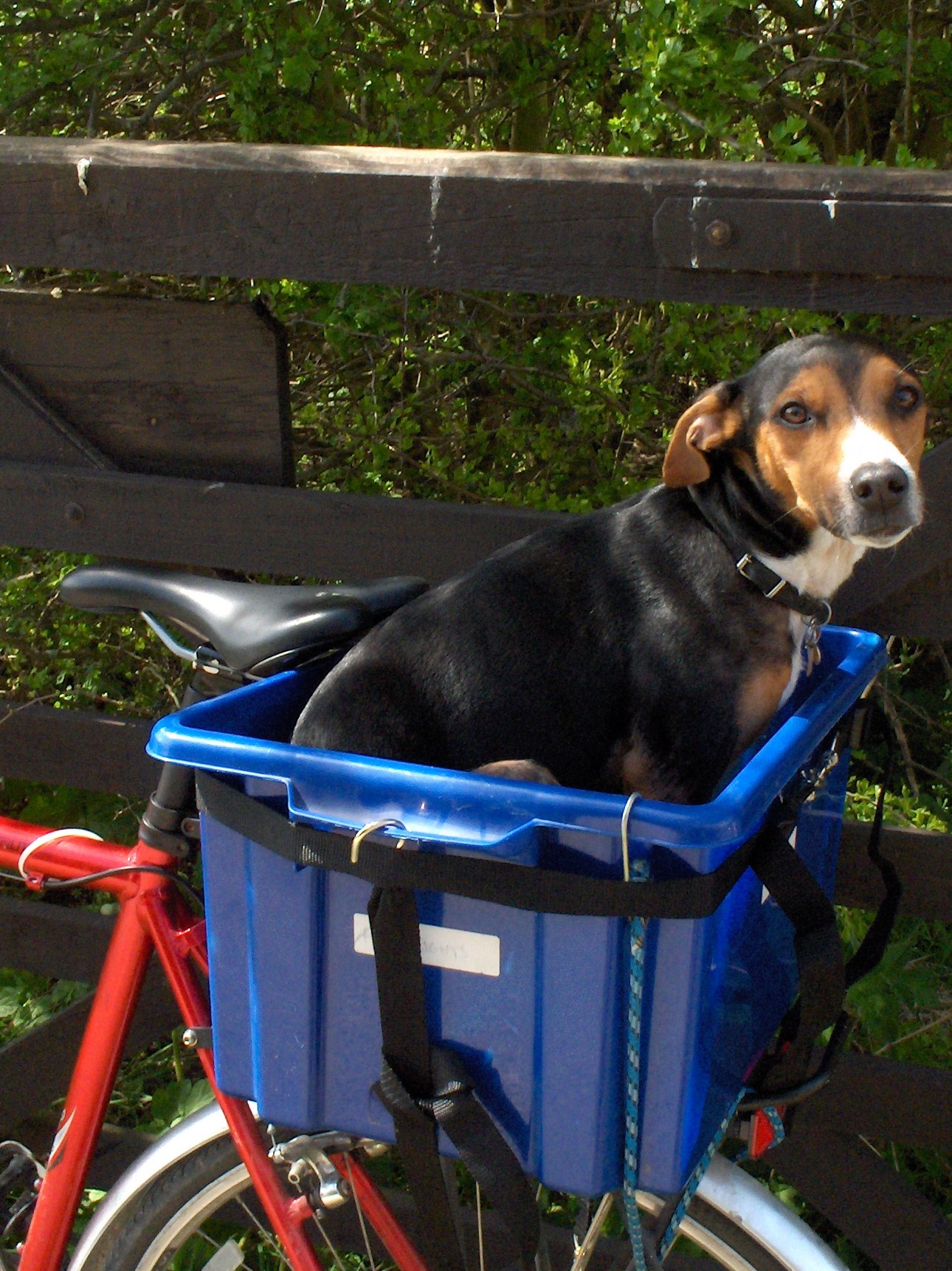 Malibu on Bike